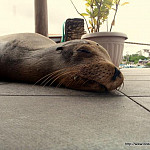 Thumbnail Photo for the Evolution - survival of the fatest Gallery.